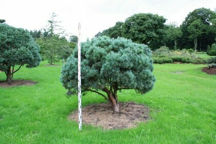 Borovice lesní Waterer, celková výška pri dodaní 40/50 cm, v kvetináči Pinus sylvestris Watereri